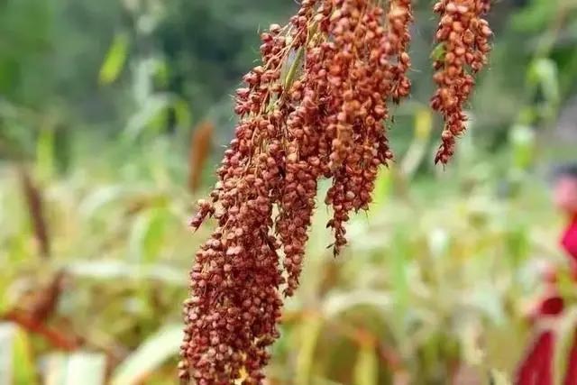 茅台小红粱