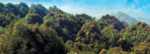 安龙仙鹤坪国家森林公园
