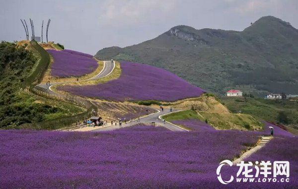 黔北花海-桐梓县娄山关镇杉坪花海