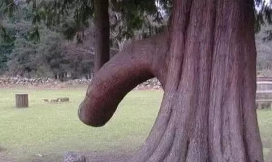йʮľ